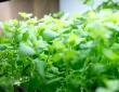 What Is A Hydroponic Growing System? Beginner Guide 101