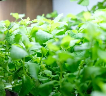 What Is A Hydroponic Growing System? Beginner Guide 101